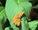 Comma Butterfly - Ventnor