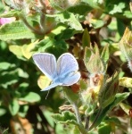 Holly Blue Butterfly - Ventnor
